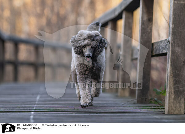 Kleinpudel Rde / male Royal Standard Poodle / AH-06568