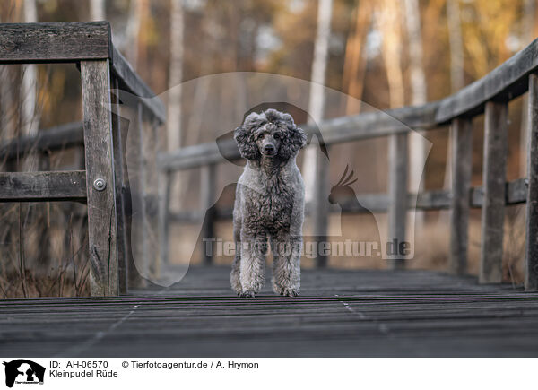 Kleinpudel R�de / male Royal Standard Poodle / AH-06570