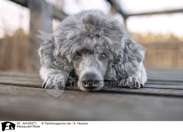 Kleinpudel Rde / male Royal Standard Poodle / AH-06571