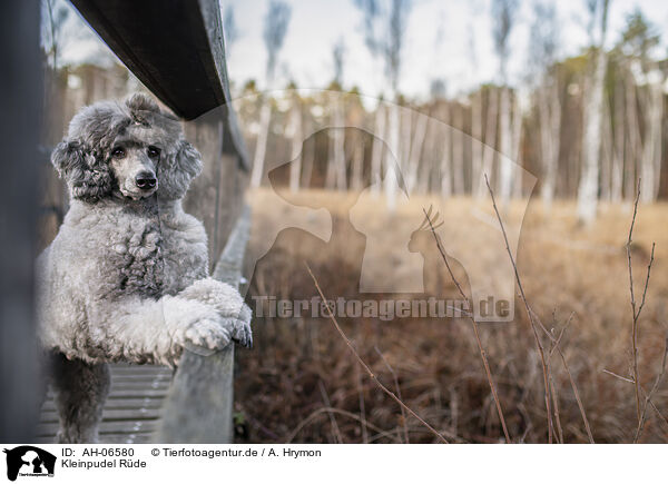 Kleinpudel R�de / male Royal Standard Poodle / AH-06580