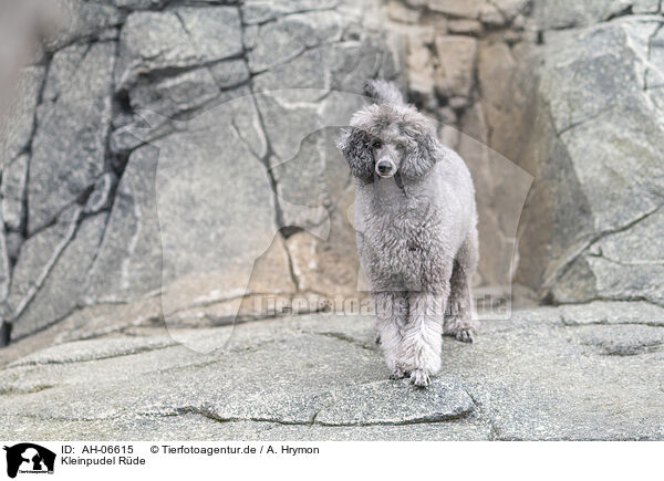 Kleinpudel Rde / male Royal Standard Poodle / AH-06615