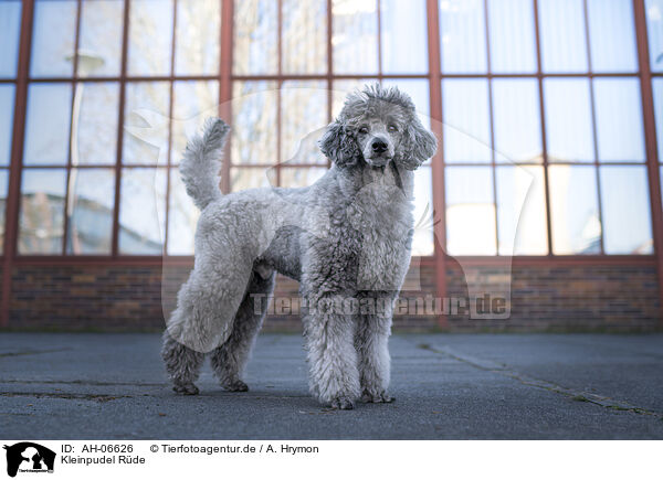 Kleinpudel Rde / male Royal Standard Poodle / AH-06626