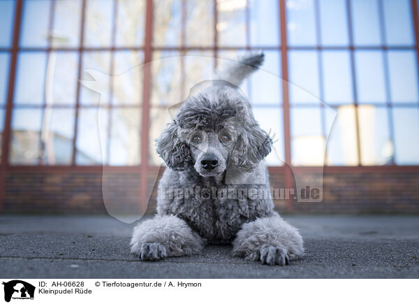 Kleinpudel Rde / male Royal Standard Poodle / AH-06628