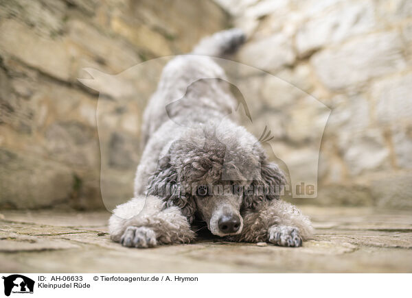 Kleinpudel R�de / male Royal Standard Poodle / AH-06633