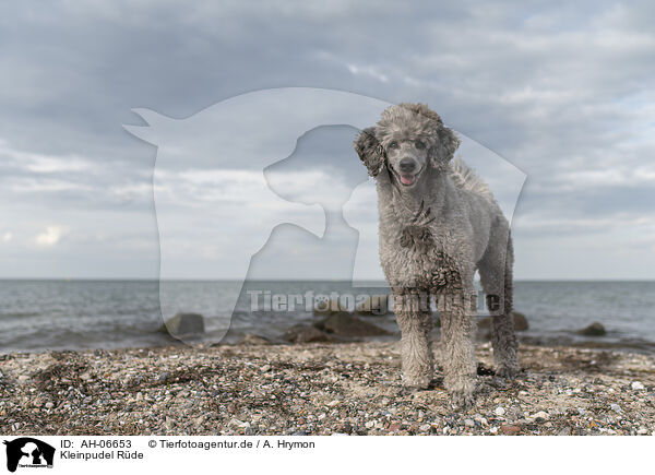 Kleinpudel Rde / male Royal Standard Poodle / AH-06653
