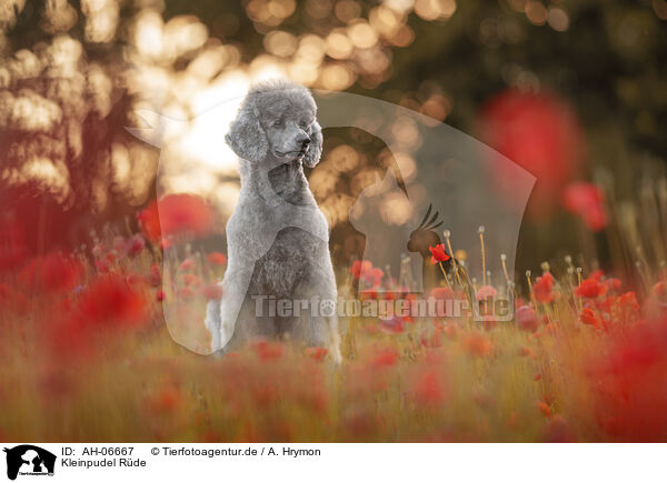 Kleinpudel Rde / male Royal Standard Poodle / AH-06667