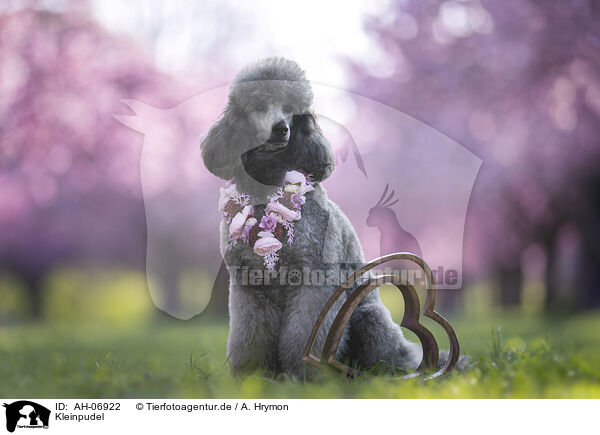 Kleinpudel / Royal Standard Poodle / AH-06922