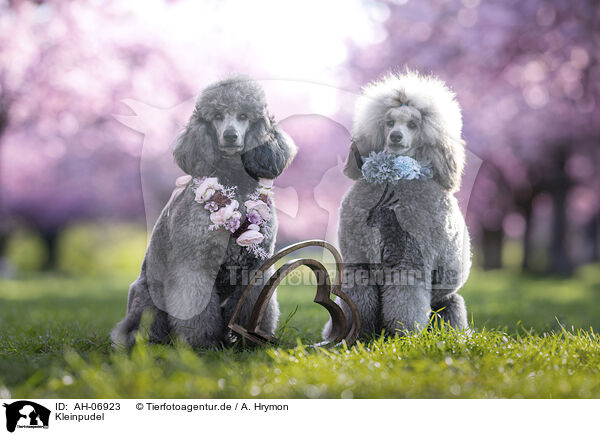 Kleinpudel / Royal Standard Poodle / AH-06923