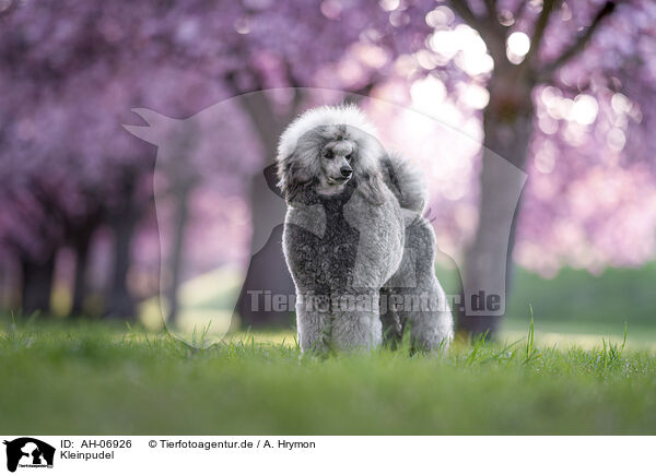 Kleinpudel / Royal Standard Poodle / AH-06926