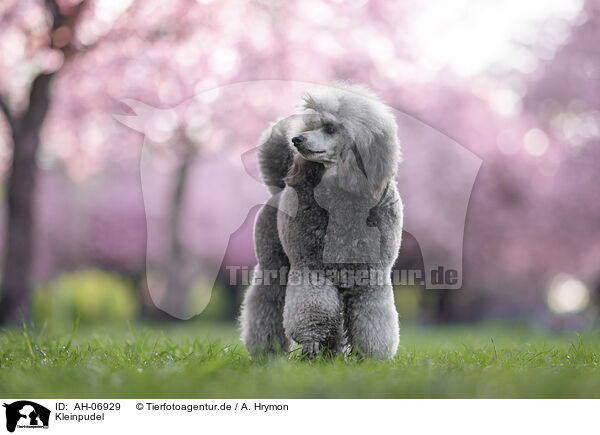 Kleinpudel / Royal Standard Poodle / AH-06929