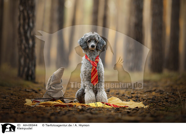 Kleinpudel / Royal Standard Poodle / AH-06944