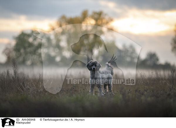 Kleinpudel / Royal Standard Poodle / AH-06948