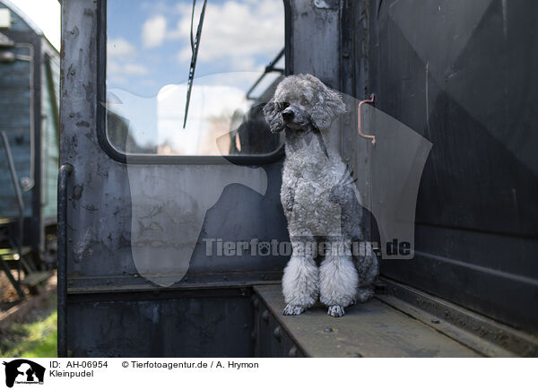 Kleinpudel / Royal Standard Poodle / AH-06954