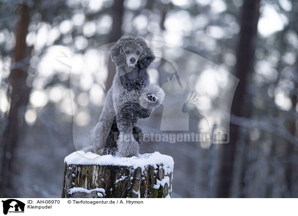 Kleinpudel / Royal Standard Poodle / AH-06970