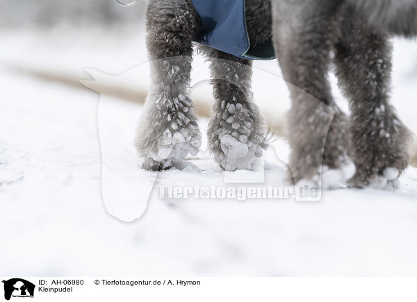 Kleinpudel / Royal Standard Poodle / AH-06980