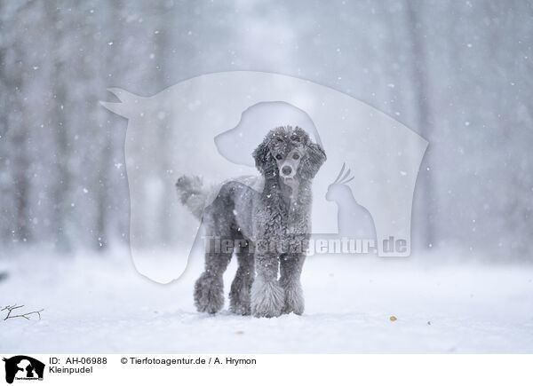 Kleinpudel / Royal Standard Poodle / AH-06988