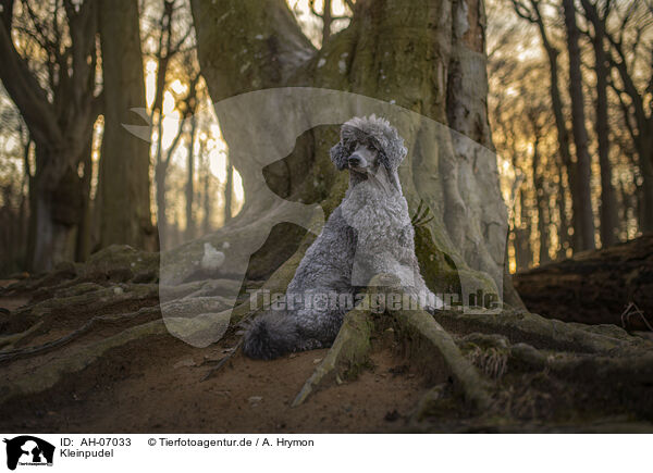 Kleinpudel / Royal Standard Poodle / AH-07033