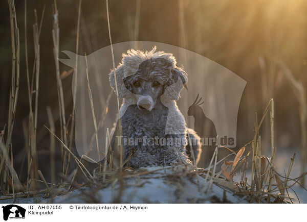 Kleinpudel / Royal Standard Poodle / AH-07055