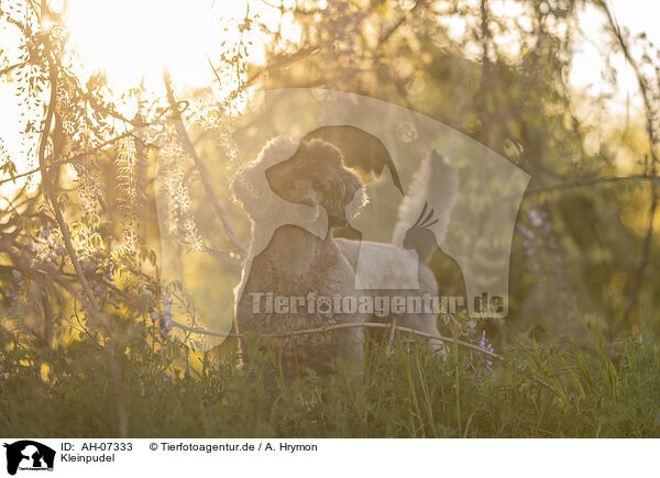 Kleinpudel / Royal Standard Poodle / AH-07333