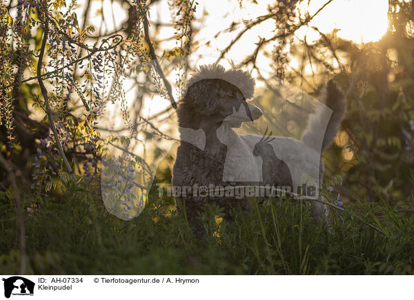 Kleinpudel / Royal Standard Poodle / AH-07334