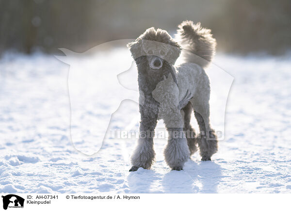 Kleinpudel / Royal Standard Poodle / AH-07341