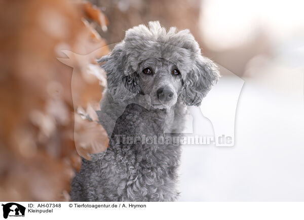 Kleinpudel / Royal Standard Poodle / AH-07348