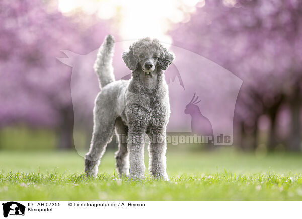 Kleinpudel / Royal Standard Poodle / AH-07355
