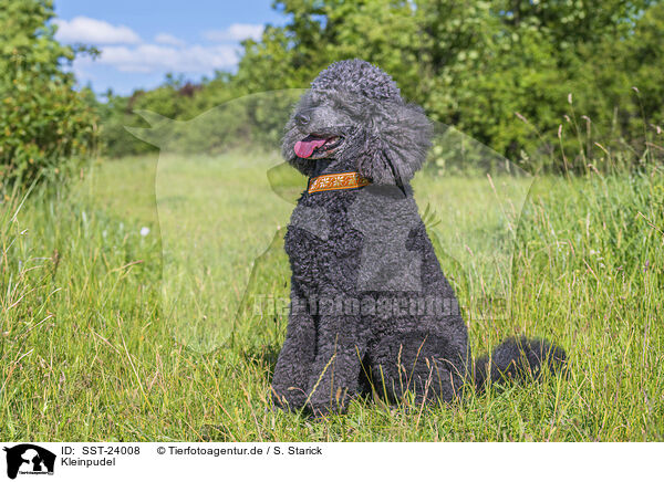 Kleinpudel / Royal Standard Poodle / SST-24008