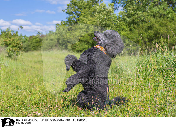 Kleinpudel / Royal Standard Poodle / SST-24010