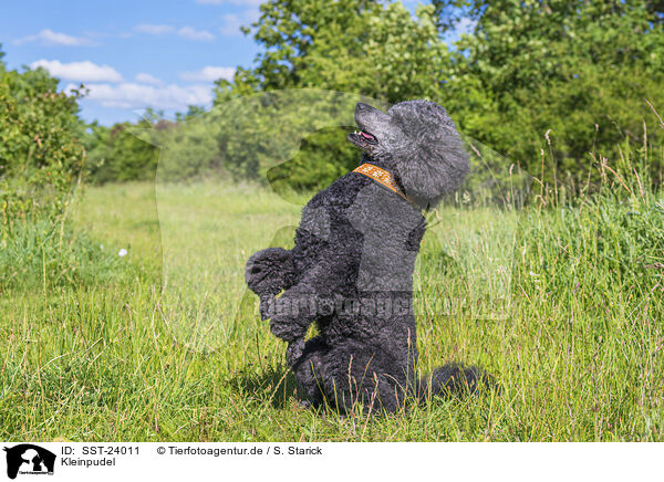 Kleinpudel / Royal Standard Poodle / SST-24011
