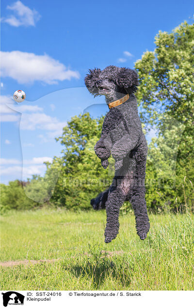 Kleinpudel / Royal Standard Poodle / SST-24016