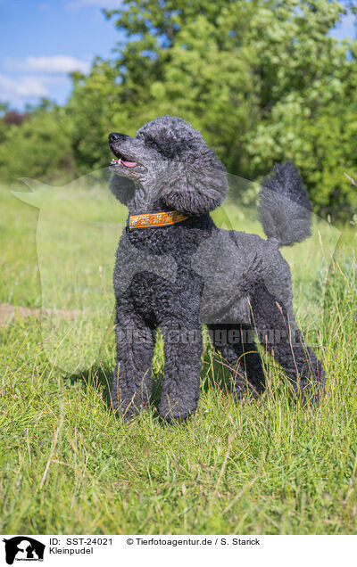 Kleinpudel / Royal Standard Poodle / SST-24021