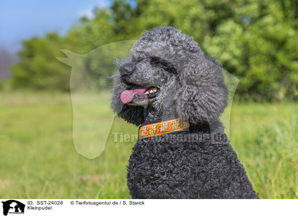 Kleinpudel / Royal Standard Poodle / SST-24028