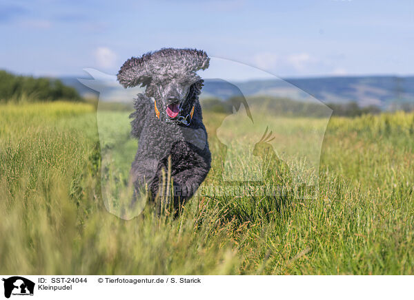 Kleinpudel / Royal Standard Poodle / SST-24044