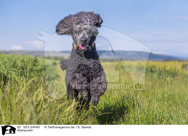 Kleinpudel / Royal Standard Poodle / SST-24045