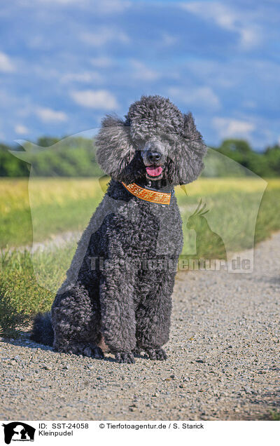 Kleinpudel / Royal Standard Poodle / SST-24058