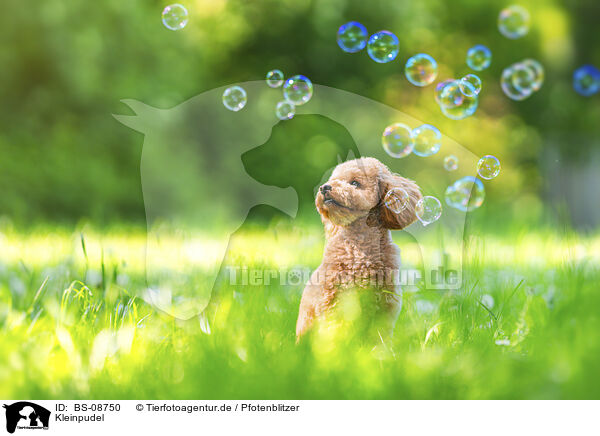 Kleinpudel / Royal Standard Poodle / BS-08750