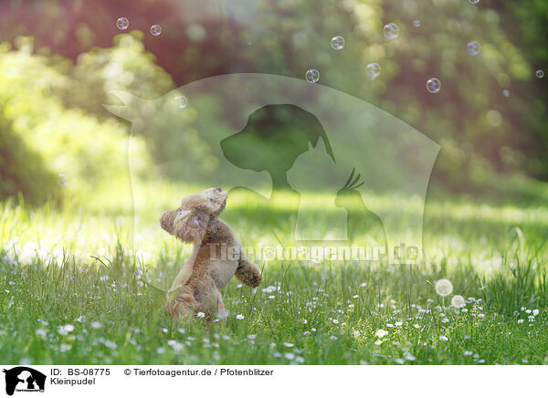 Kleinpudel / Royal Standard Poodle / BS-08775