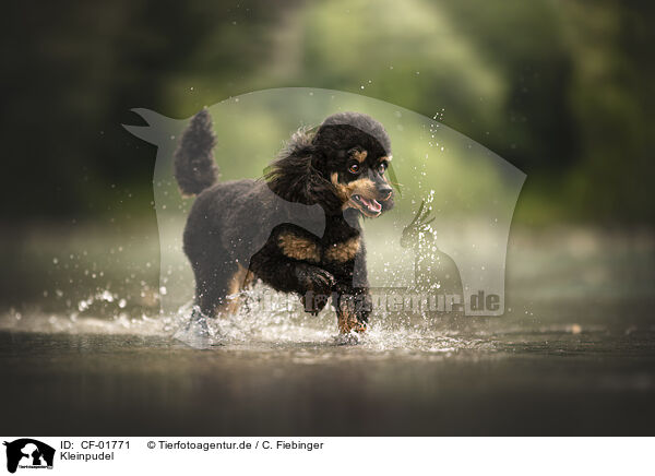 Kleinpudel / Royal Standard Poodle / CF-01771