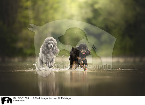 Kleinpudel / Royal Standard Poodle / CF-01774