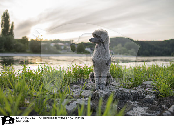 Kleinpudel / standard poodle / AH-07912