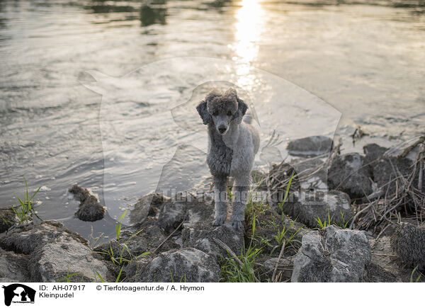 Kleinpudel / standard poodle / AH-07917