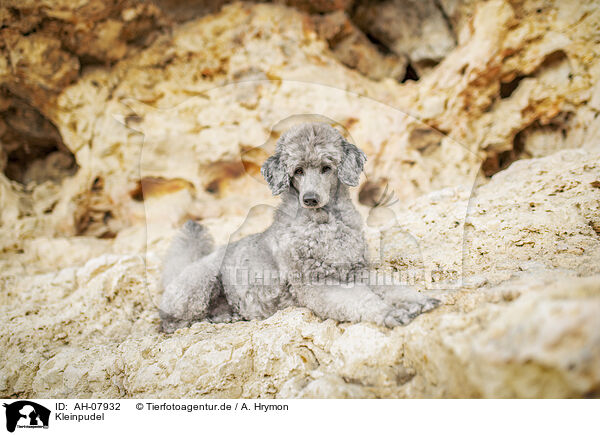 Kleinpudel / standard poodle / AH-07932