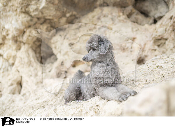 Kleinpudel / standard poodle / AH-07933