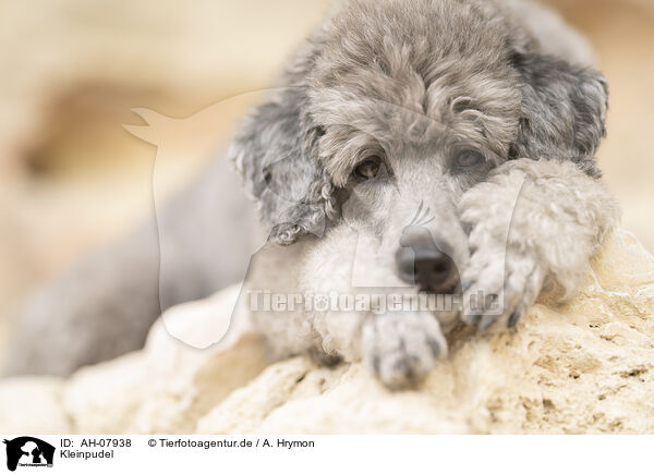 Kleinpudel / standard poodle / AH-07938