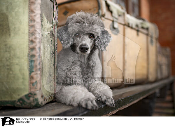 Kleinpudel / standard poodle / AH-07956