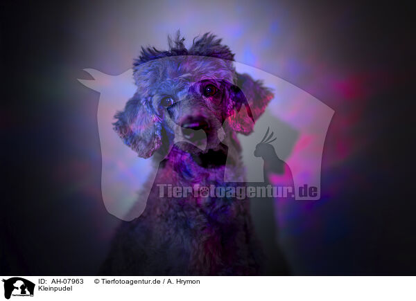 Kleinpudel / standard poodle / AH-07963