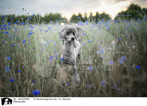 Kleinpudel / standard poodle / AH-07965