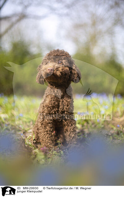 junger Kleinpudel / young Standard poodle / MW-29930