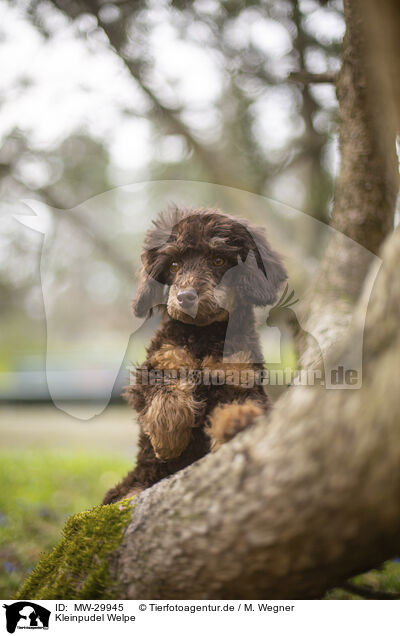 Kleinpudel Welpe / Standard Poodle puppy / MW-29945
